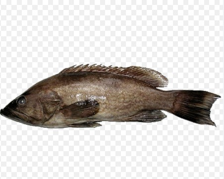 Poisson