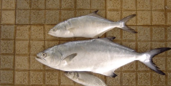Poisson