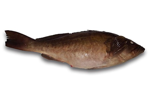 Poisson