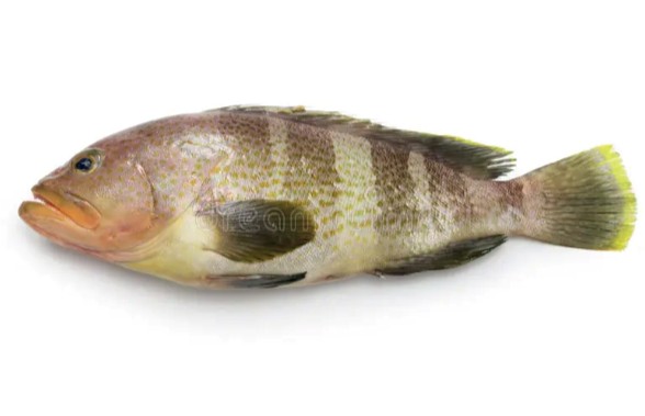 Poisson