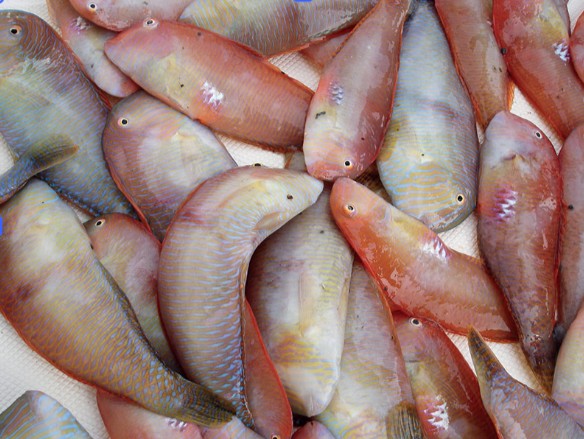 Poisson